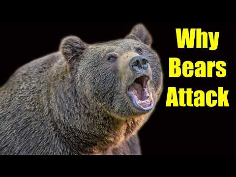 Why Bears Attack Humans: Top 4 Reasons Explained