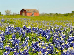 Apartments for Rent in 75114, Crandall, TX | ApartmentHomeLiving.com