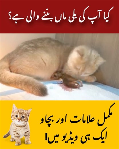 Top 5 signs of your Cat in Labour and asking for help #cats | Chubby Meows