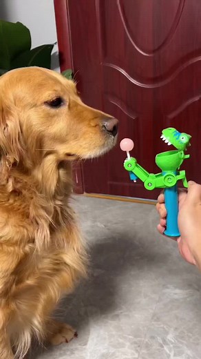 Best Funny | Animals Lovers