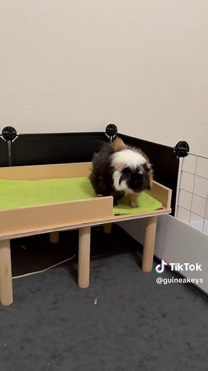 Adorable Baby Guinea Pigs Playing Together