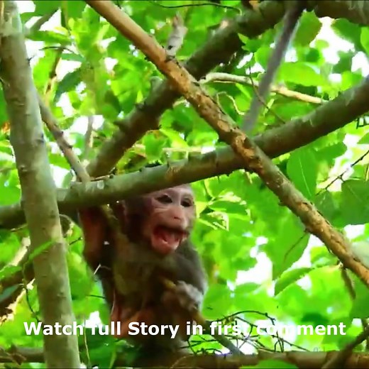 ANGRY…ANGRY…THE MOST SORROWFUL AND TEMPER TANTRUM CRYING…POOR BABY GOT ABANDONED ON THE TREE Watch full Story in first comment | Cute monkey family