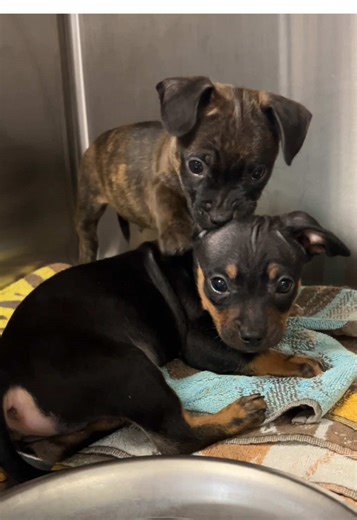 Adorable Rescue Dogs You Need to Meet