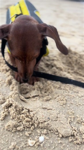 Happy Dachshund Enjoying the Beach Adventures