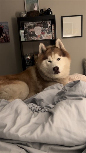 He doesn’t want to know my real name just what time his meals are 😂 #siberianhusky #husky #huskiesoftiktok #cutepets #funnyanimals