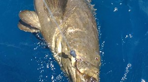 FWC bans fishing at three South Florida goliath grouper spawning sites