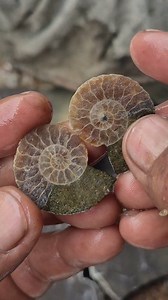 Any job should be brought enjoy so it doesn't strain my friend 🤗 #gemstone #hunting #jade #fosil #jewelry #gemstone #gems #amethyst #mineral #agatecollector #agate #art #fblifestyle | Supra Afrianto