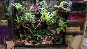12K views · 427 reactions | Have you ever seen an Exo Terra terrarium like this? Credit for this masterpiece goes to Tino Anttila (instagram: tinoanttila). | Exo Terra | Facebook