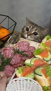 A look full of hope... and sausage😂 #cat #cats #cutecats #funny