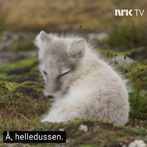 Modell Kathrine Sørland fikk flere nære møter med dyr på vakre Svalbard – blant annet denne lille fjellreven 😍 Se «Safari Norge» i NRK TV: https://tv.nrk.no/serie/safari-norge/sesong/2/episode/3/avspiller | NRK