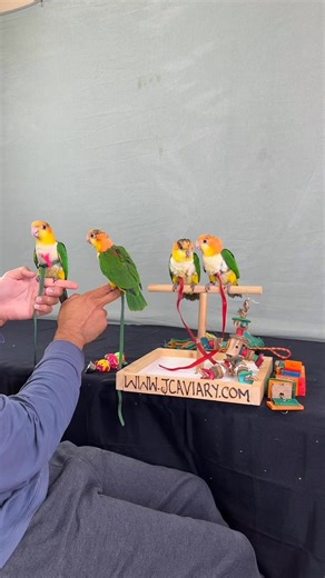 The sweetest white bellied caique babies🐣🥰 these cuties will be ready in just a few weeks 💕 • • • #whitebelliedcaique #caique #wbcaique #caiquesofinstagram #caiques #caiqueparrot #caiqueparrots #birdharness #parrottraining #aviatorharness #freeflightparrots | JC Aviary