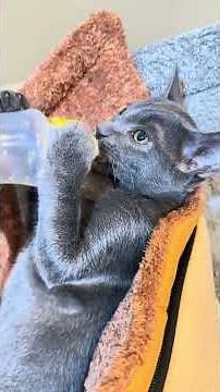 จากหลังคาไว้กินนม สู่บ้านน้อยสุดพรีเมียมในวันที่อากาศหนาว #บ้านแมว #รีวิวบ้านแมว #หน้าหนาว #cathouse