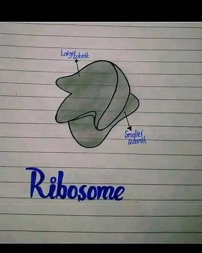 structure and diagram of ribosomes diagram #medical #biologylecture