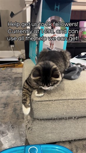 It’s funny the things that Monty finds comfort in. I’m sitting with my feet in little machine that @foxtrotunicorn51 got me for Christmas, and he can’t look away. My guess is the sound is relaxing to him, because 5 minutes ago he was running around like his tail was on fire. We are going to be working on our consistency of posts and make a big push for more followers and engagement. This has been great for our mental health to be able to share him with people that appreciate him. We want to spre