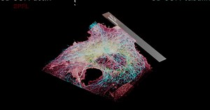 New Cell Imaging Method Sees Inside & Outside of Cell Simultaneously | Cell And Molecular Biology