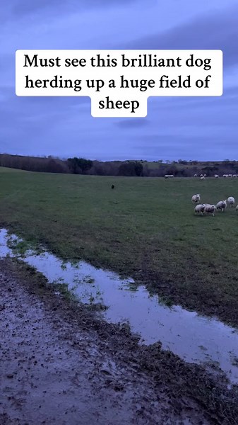 Must watch this incredible border collie sheep dog herding this huge feild of lambs #dogsforyoupage ##sheepdog #amazing #edutok
