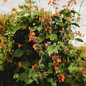 Scarlet Runner Bean - 25 Seeds - Heirloom & Open-Pollinated Variety, Non-GMO Vegetable Seeds for Planting in The Home Garden, Thresh Seed Company