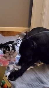 196K views · 10K reactions | DAY 41 ... Last one. Momma and Miss Mini Cooper ... Armani x Navarra. | Genesis Guardian Angel Great Danes USA | Facebook