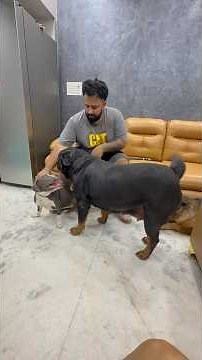 Rottweiler Attacks American Bully Puppy 🐶 #shorts #dogs #rottweiler #youtubeshorts #namitaology