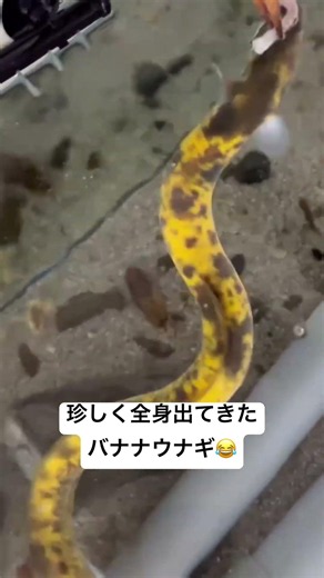 珍しく全身出てきたバナナウナギ😂 #アクアリウム #うなぎ #ウナギ