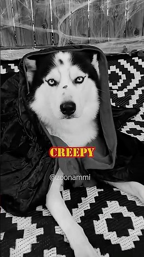 The Creepiest Dog Halloween Costumes You’ll Ever See! 👻 #shorts