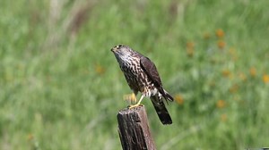 18K views · 1.4K reactions | Waste not want not! Watch as this Merlin...