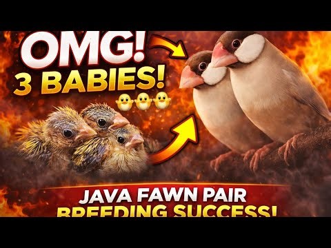 Java Fawn Pair Breeding Update – 3 Healthy Babies!March 9, 2026