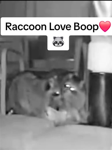 Understanding Raccoon Behavior: A Boop of Love