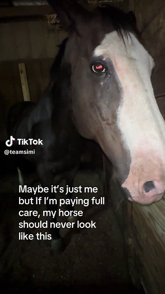 Cuidado total de equinos en condiciones extremas