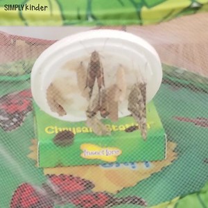 4.4K views · 48 comments |  Butterfly Life Cycle: It's so much fun to watch this life cycle in class. When do your caterpillars arrive? Comment "BUTTERFLY" for more ideas and activities now!! 曆 | Simply Kinder | Facebook