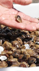 Invasive Muscheln werden zur Delikatesse