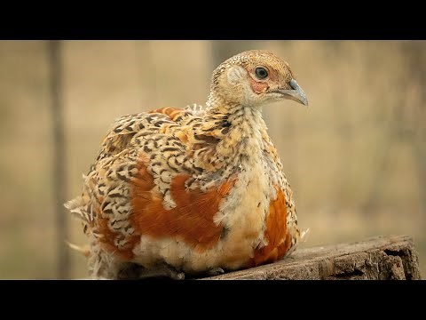 Ringneck X Red Golden pheasant hybrids
