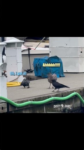 Crows Try To Steal Gull's Dinner!