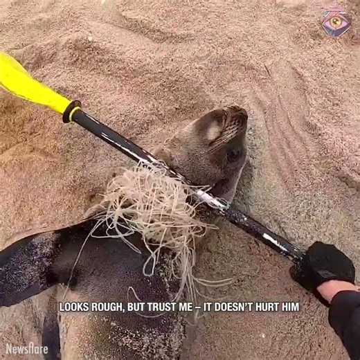 Brave Kayaker Frees Seal in Desperate Need 👏🦭