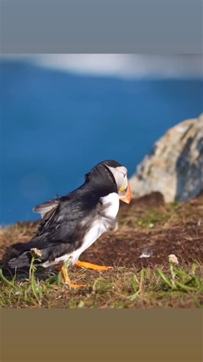 Christopher Ang, Wildlife Conservation Advocate | Atlantic Puffins raid or invade existing nests primarily to secure prime, limited breeding burrows, especially during intense competition... | Instagram