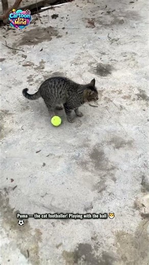 Puma the footballer — kitten and soccer scene ⚽🐱“The ball is mine! The field too! Now I’ll strike!”