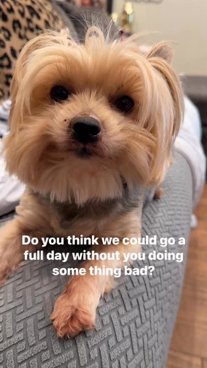 Mila you look a little guilty. 🤣🤣🤣 #yorkie #doglover #fblifestyle #funnydogvideos | Yorkie HQ