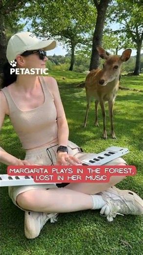 Deer Gather Around to Listen to Piano Music