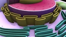 3D Human cell animation