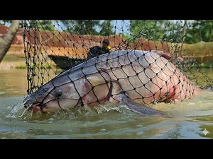 Catching GIANT Fish! | Epic Fishing Adventure & Pro Fishing Tips