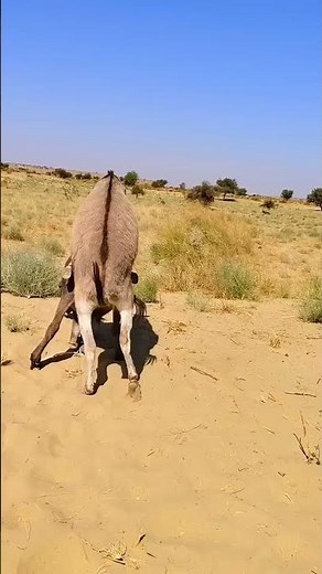 Donkey Mating New Video #animals#donkey #breeding