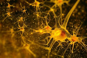 Treatment Reverses Signs of Two Degenerative Brain Diseases, ALS & Ataxia, in Mice