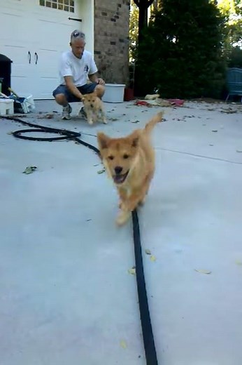 Chow Golden Lab Mix Pups