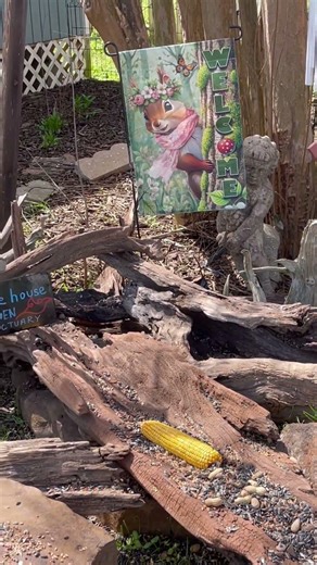 A Quick Look at the Bird Garden Today. New Spring Flag (I couldn’t wait! 💚🌸