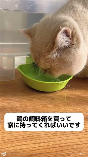 普通の水入れは汚れやすく倒れやすい？これにアップグレード！自動でキレイな水位を維持、厚底で安定感バツグン。#猫あるある#猫の健康#自動給水器#コードレス給水器#猫が水を飲まない