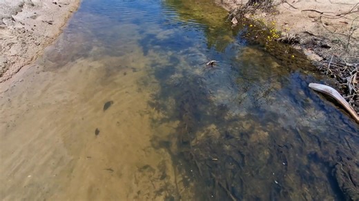 14K views · 120 reactions | Sound on !! I could not beleive it. Fish that are in water that has 39°C/102 F ? Really ? Well, it is like that. Here is the proof. The water was so warm that i started sweating inside the water. ;-) No joke. Location :Brasil/ Rio Tapajos / Alter do Chao | Aquarium-Dietzenbach | Facebook