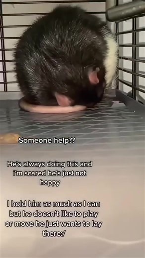 🐁This Father's Day, give Dad something that makes him feel like a star!🐁 * *📸..@rat.livelove | Rat Unity