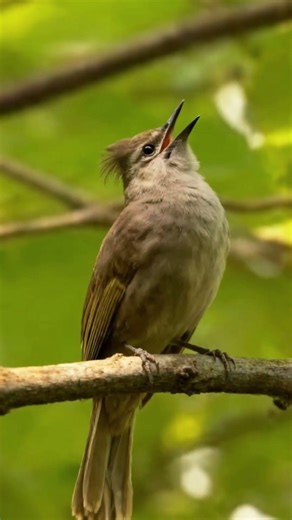 SUARA BURUNG MERBAH JAMBUL GACOR #burungmerbah #burungmerbahgacor #burungmerbahjambul