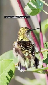 Rare look at a hummingbird preparing for takeoff #hummingbird #wildlife #nature