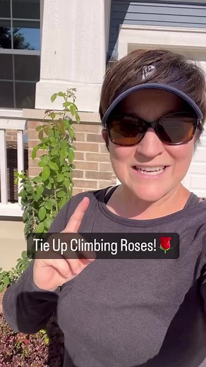 Climbing roses don’t actually climb on their own. They need a structure to be tied up to! You can buy a trellis, but make sure it’s something that is secured into the ground and won’t blow over during the winter winds. I attached wires around my pillar every 12 inches. We want to keep our canes trained on an angle or even horizontal. This will get more flowering hormone deposited along multiple areas of just on the tips. Then we’ll get more flowers! Tie your canes when they are young, thin and f